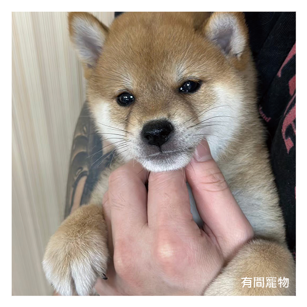 柴犬